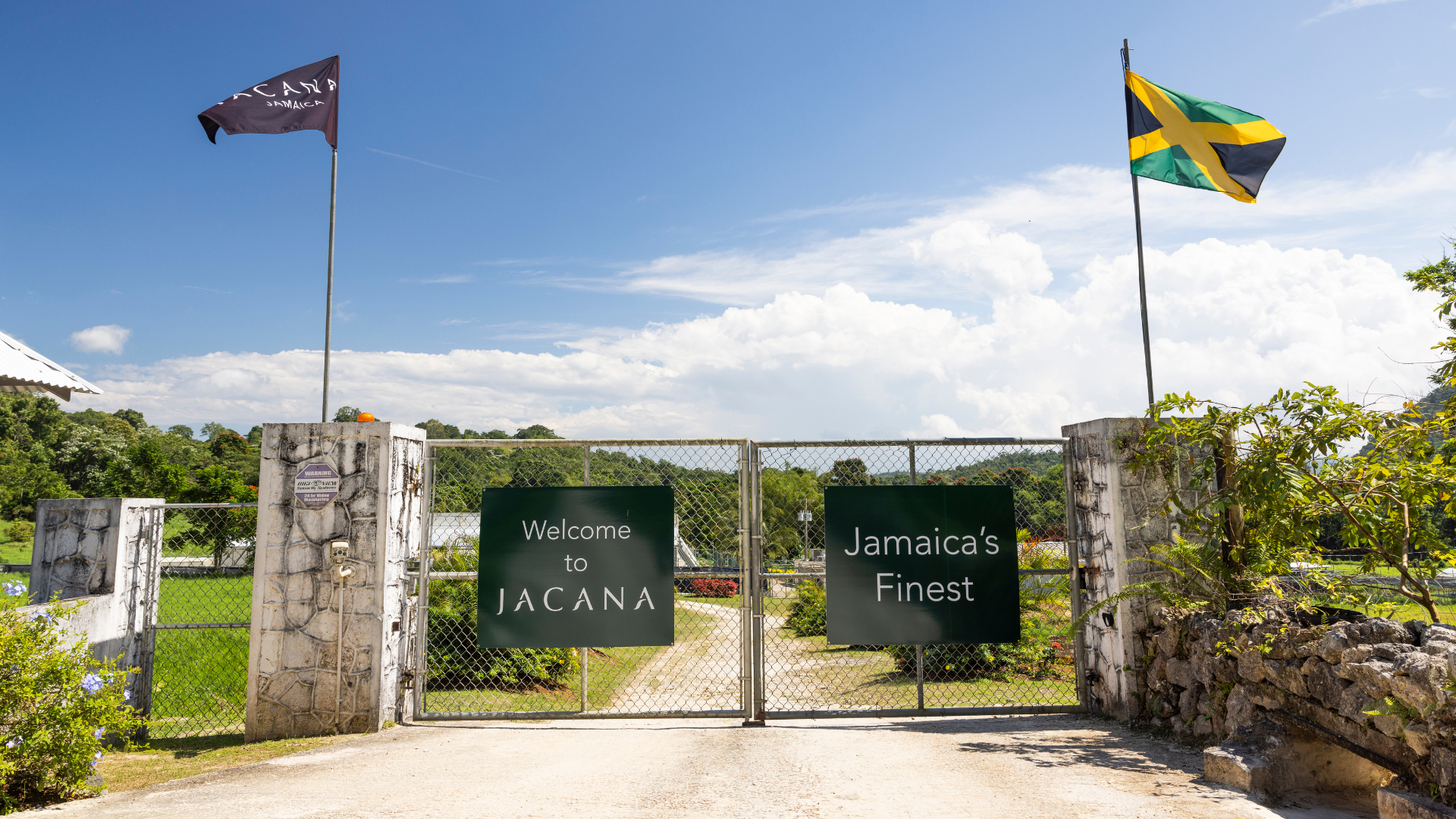 Jamaican botanicals