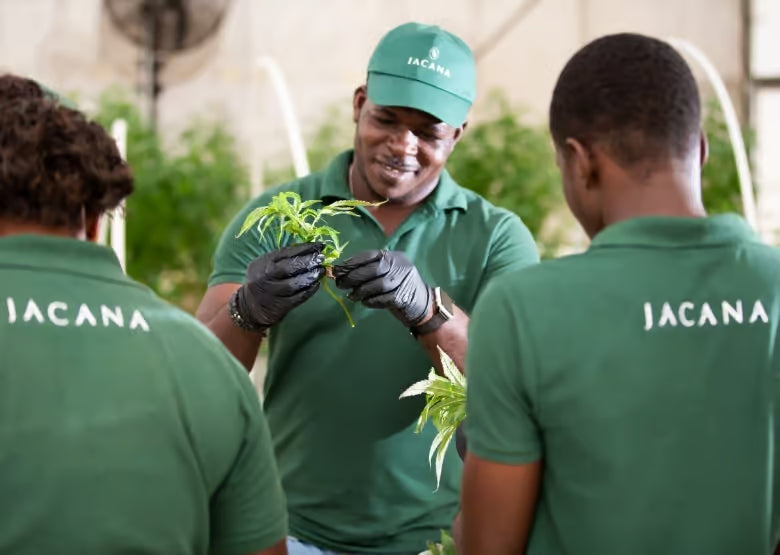 Three individuals in green 'Jacana' shirts examining plants in a greenhouse setting.